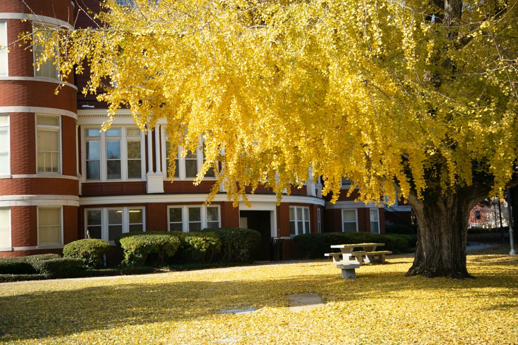 Ginkgo tree with vibrant yellow leaves