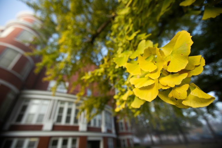 Ginkgo leaves turn gold on campus
