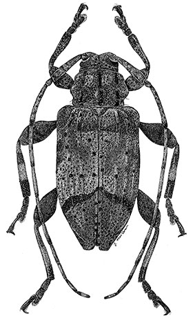 illustration of a beetle
