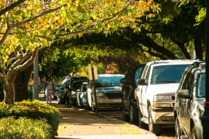 Cars parked under oak trees on campus