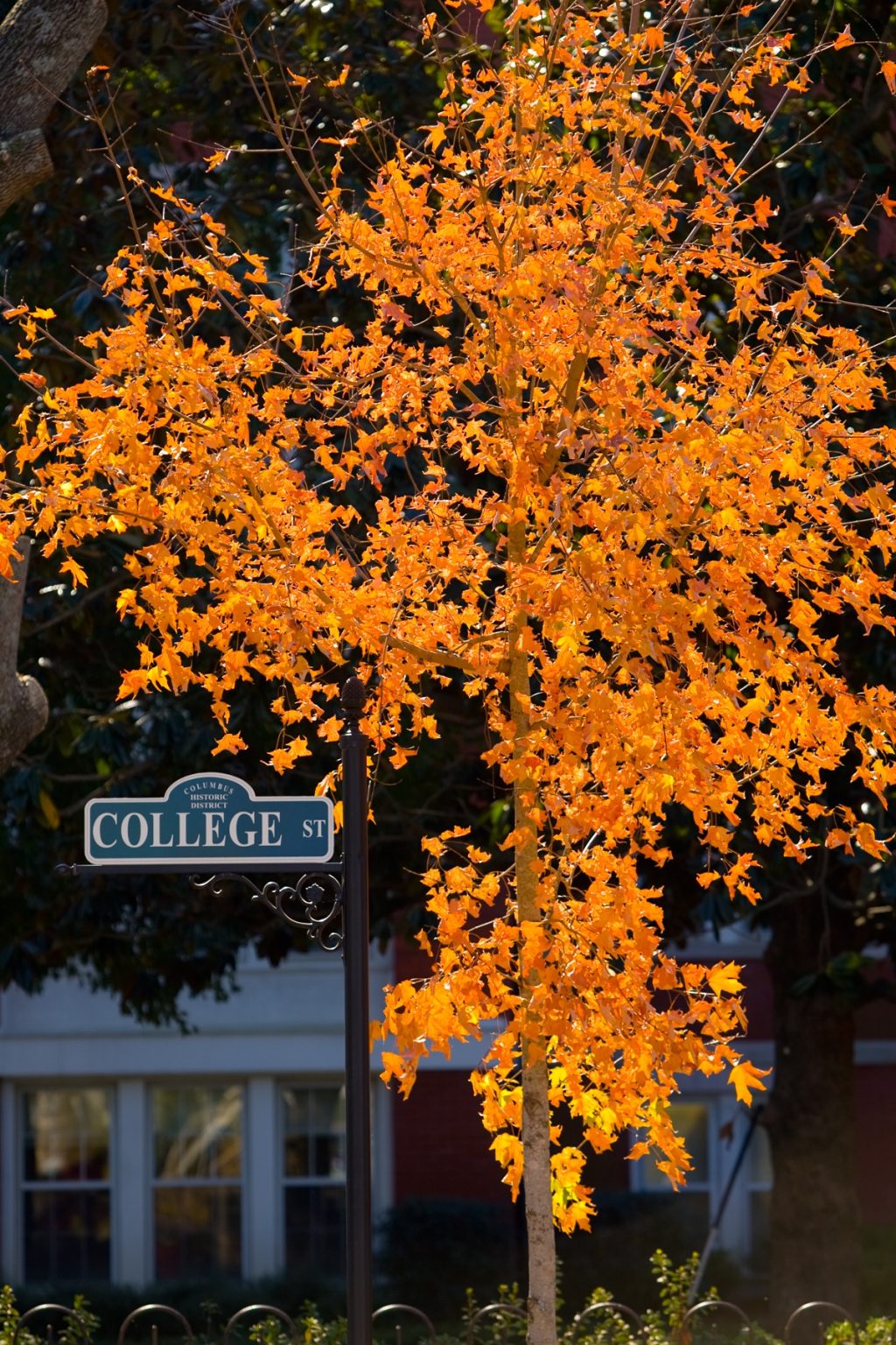 College Street sign under an orange tree on campus