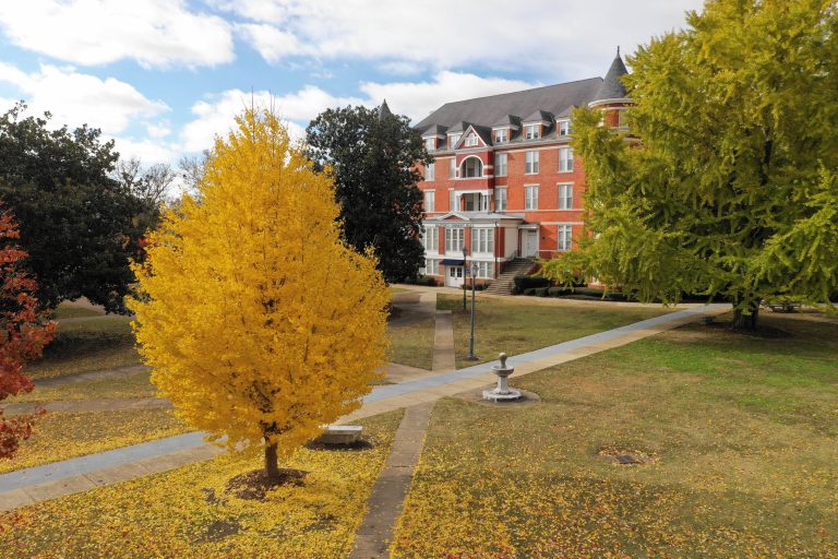 Trees turn golden on Shattuck Lawn