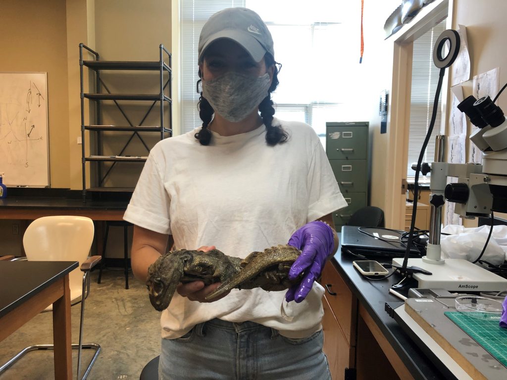 A student holds a preserved lizard specimen.