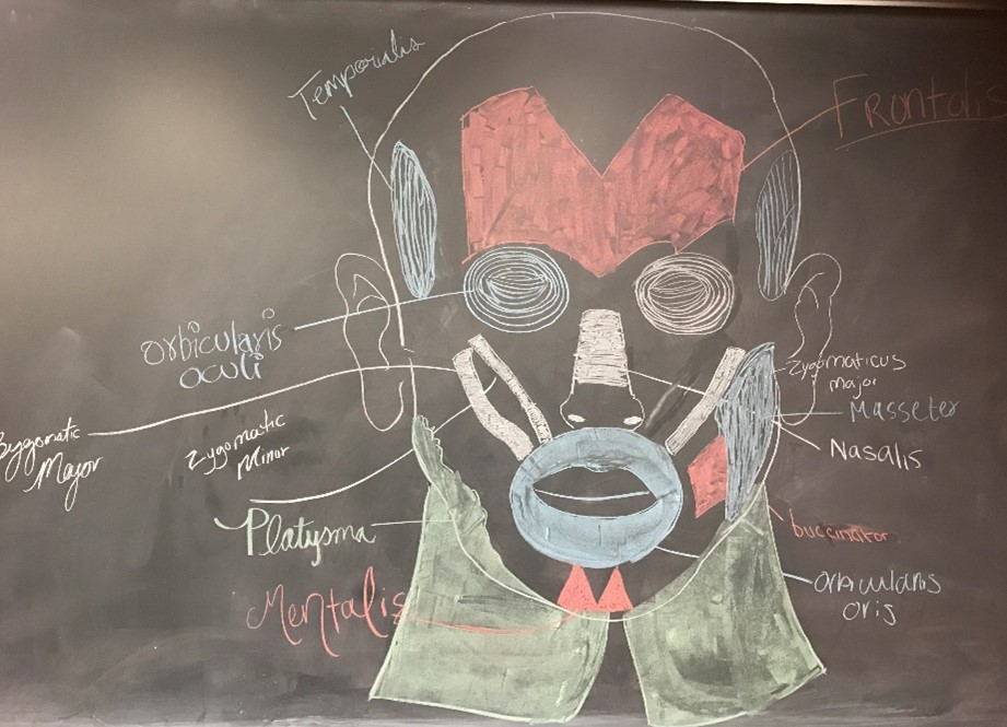 A blackboard drawing of human facial muscles.