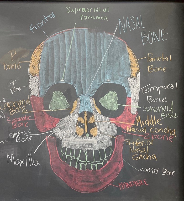A blackboard drawing of the bones of the human skull.