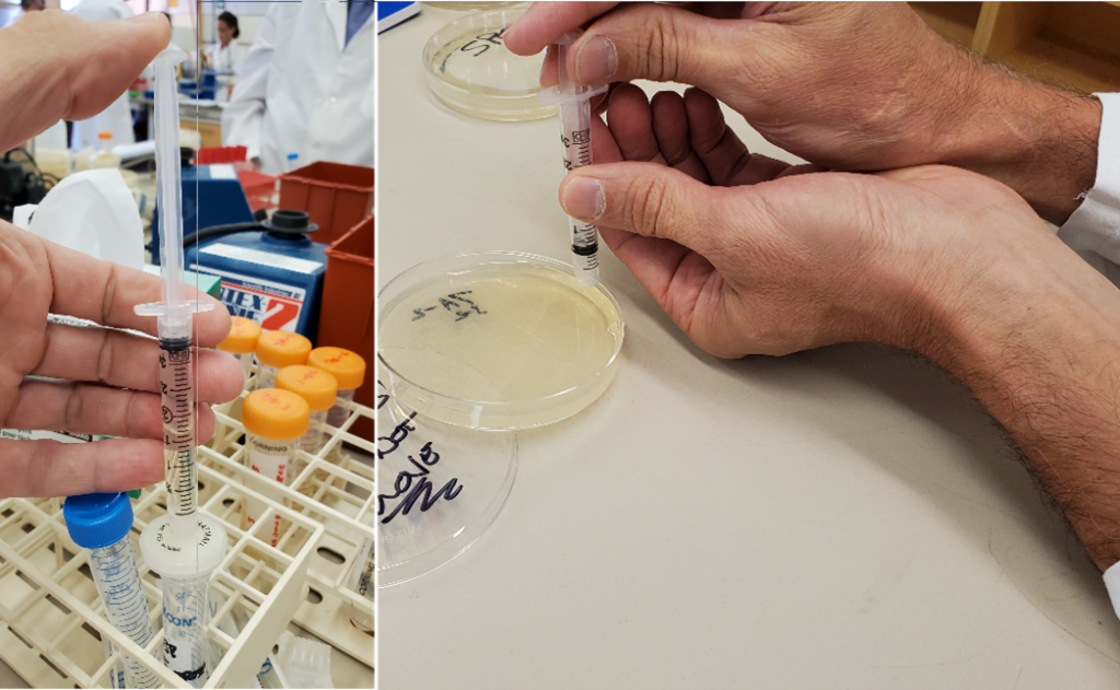 Lab techniques involved in isolating phage.