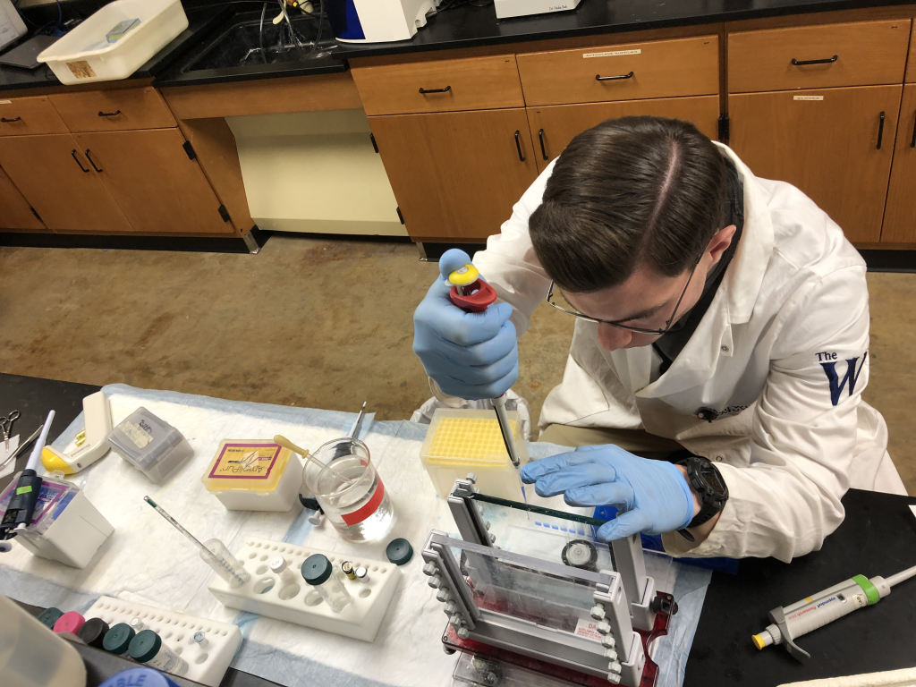 Ethan Wilkins pipteting samples into a gel