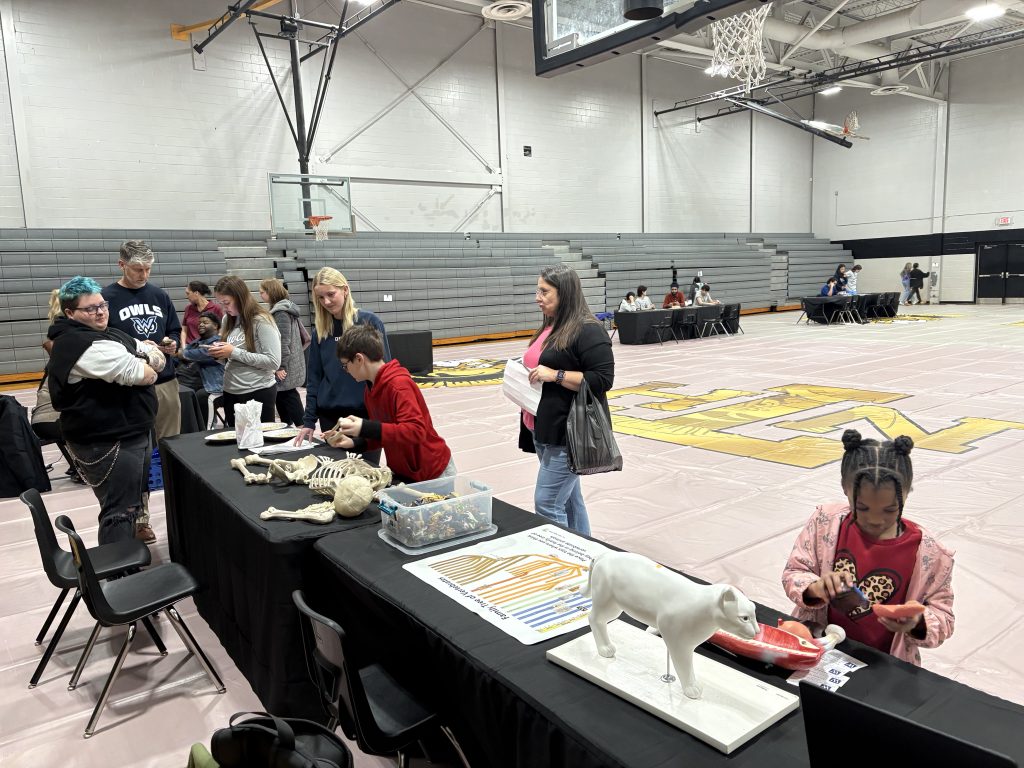 A long table with bones, activities, and an anatomical model of a cat, with kids and adults examining various items.