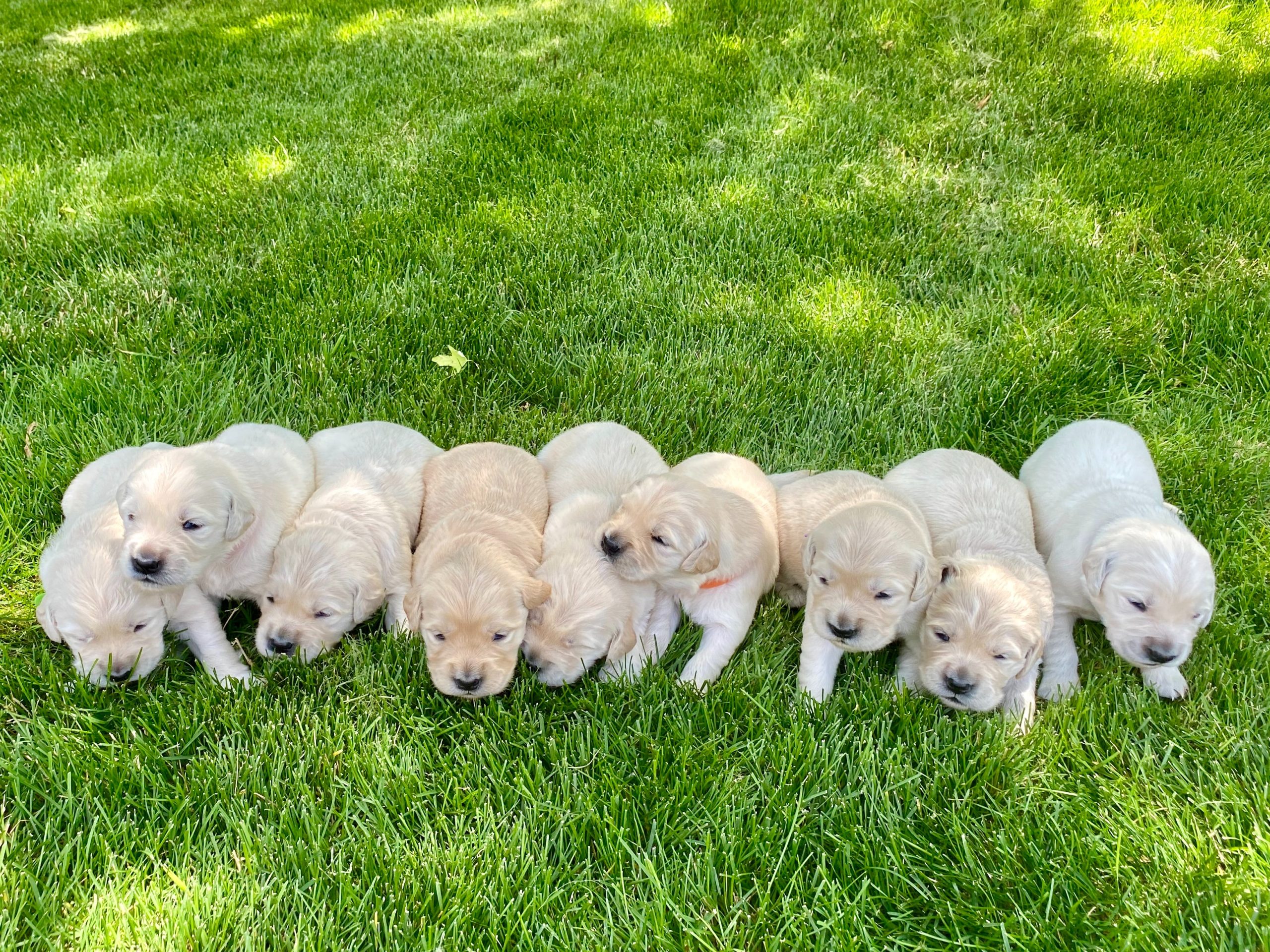 Campus and community invited to take a break with puppies
